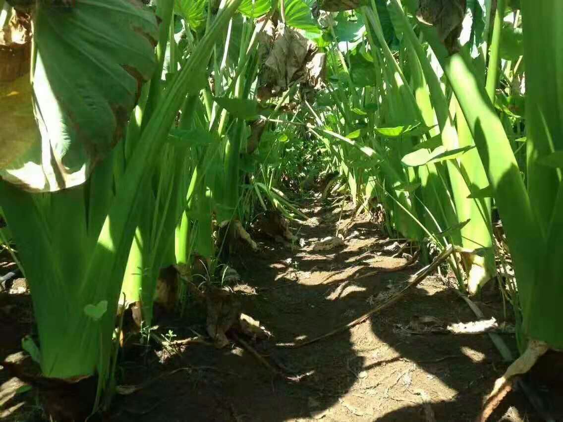 高清微距摄影:新鲜采收的崇明香芋全貌,保留原生态泥土与天然表皮纹理,展现其典型‘卵圆形’外观与细腻质感,背景虚化呈现崇明岛湿地地貌特征 崇明香芋特写:带泥新鲜采挖的整颗香芋,表皮呈浅褐色带细绒,略带湿润泥土,形态饱满浑圆,大小如成人拳头,背景为崇明田野与芦苇荡