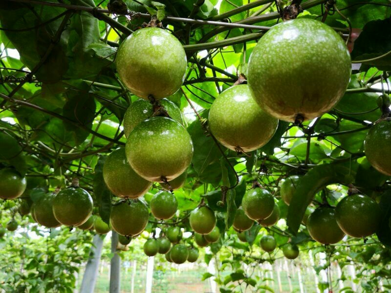 百香果刚发芽的幼苗特写