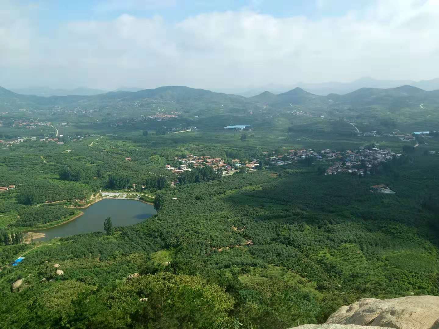 一片清晨的国光苹果园,阳光透过树叶洒在挂满果实的树枝上,多个苹果表面反射出自然光泽,叶片上有露珠,环境清新自然 果园中的国光苹果树