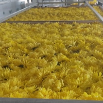 云南高海拔金丝皇菊茶