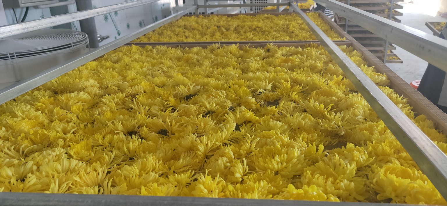 金丝皇菊制作过程展示