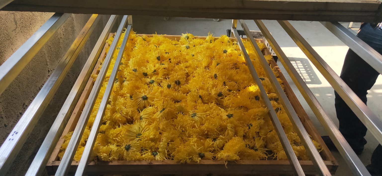 金丝皇菊茶的包装与储存