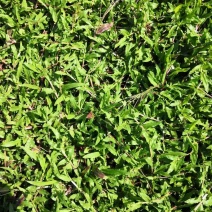 大叶油草+马尼拉草皮