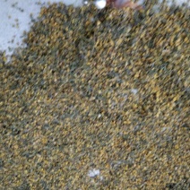 湖北武当丹江口深山老林釆摘野菊花