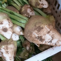新鲜黄菜