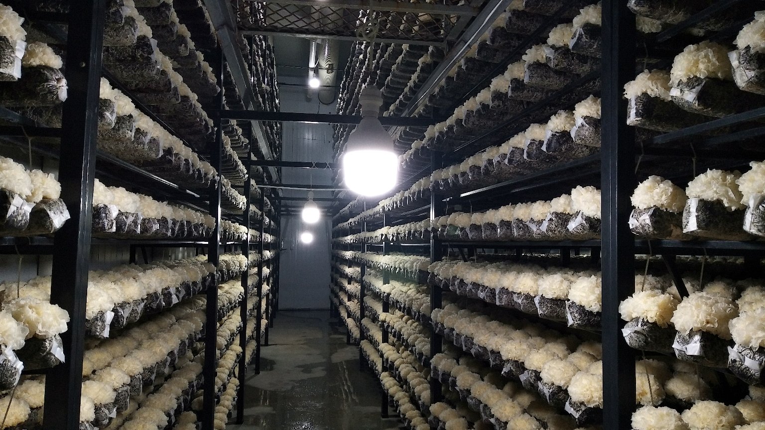 银耳种植基地航拍图