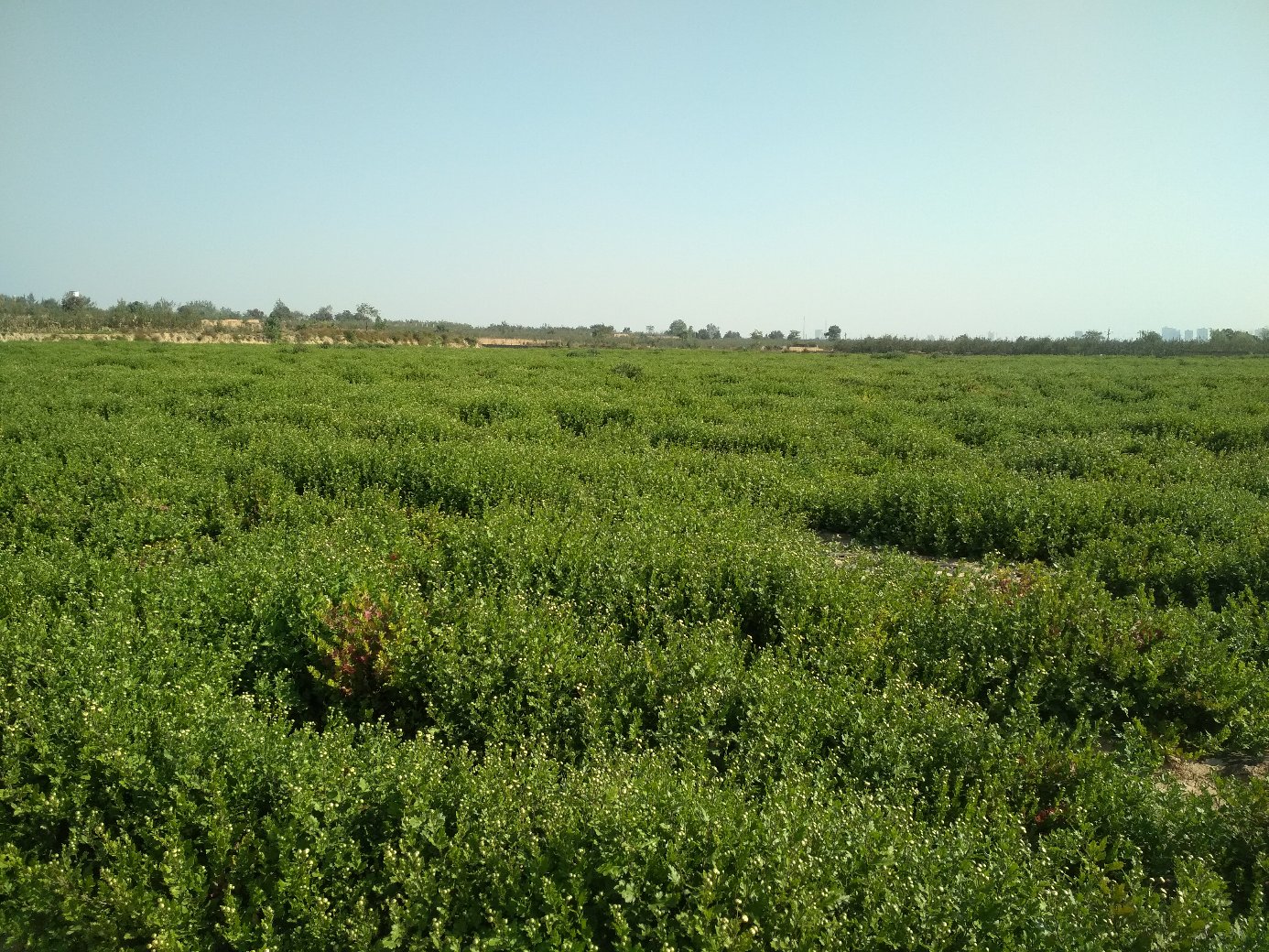 杭白菊种植基地航拍