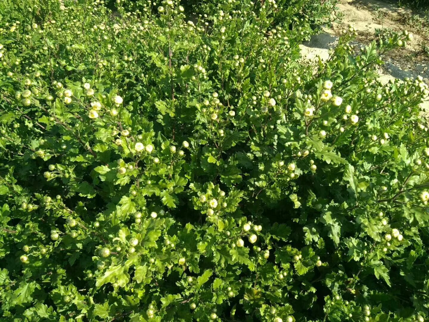 杭白菊在田间种植的场景