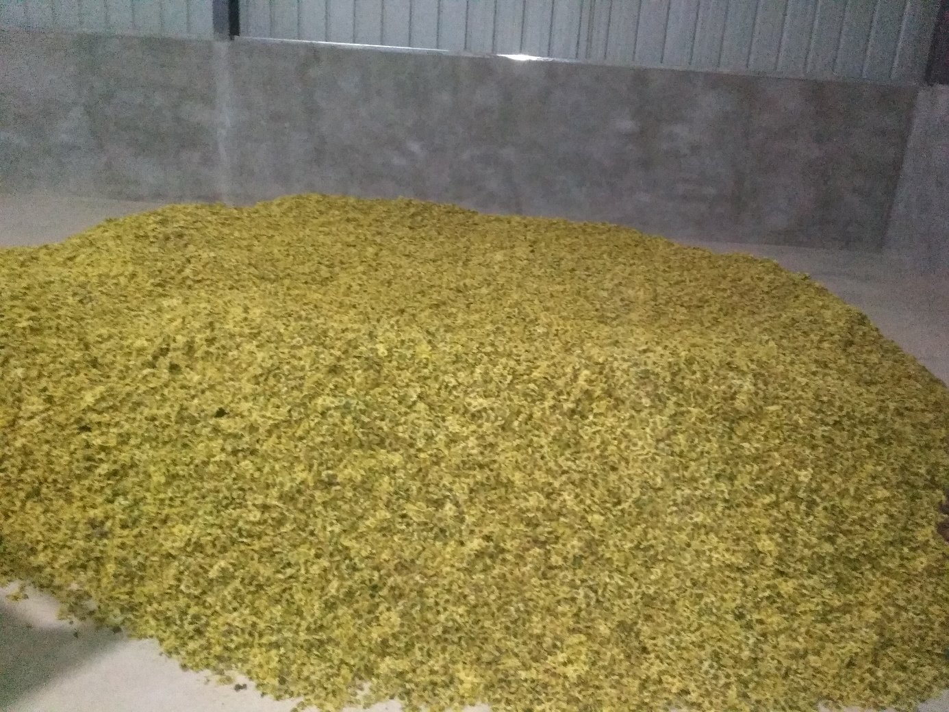 现代化杭白菊加工车间内,不锈钢传送带上的白色菊花正在通过低温烘干设备,工人在监控温湿度参数,墙上悬挂'HACCP认证车间'标识牌 杭白菊现代化加工车间