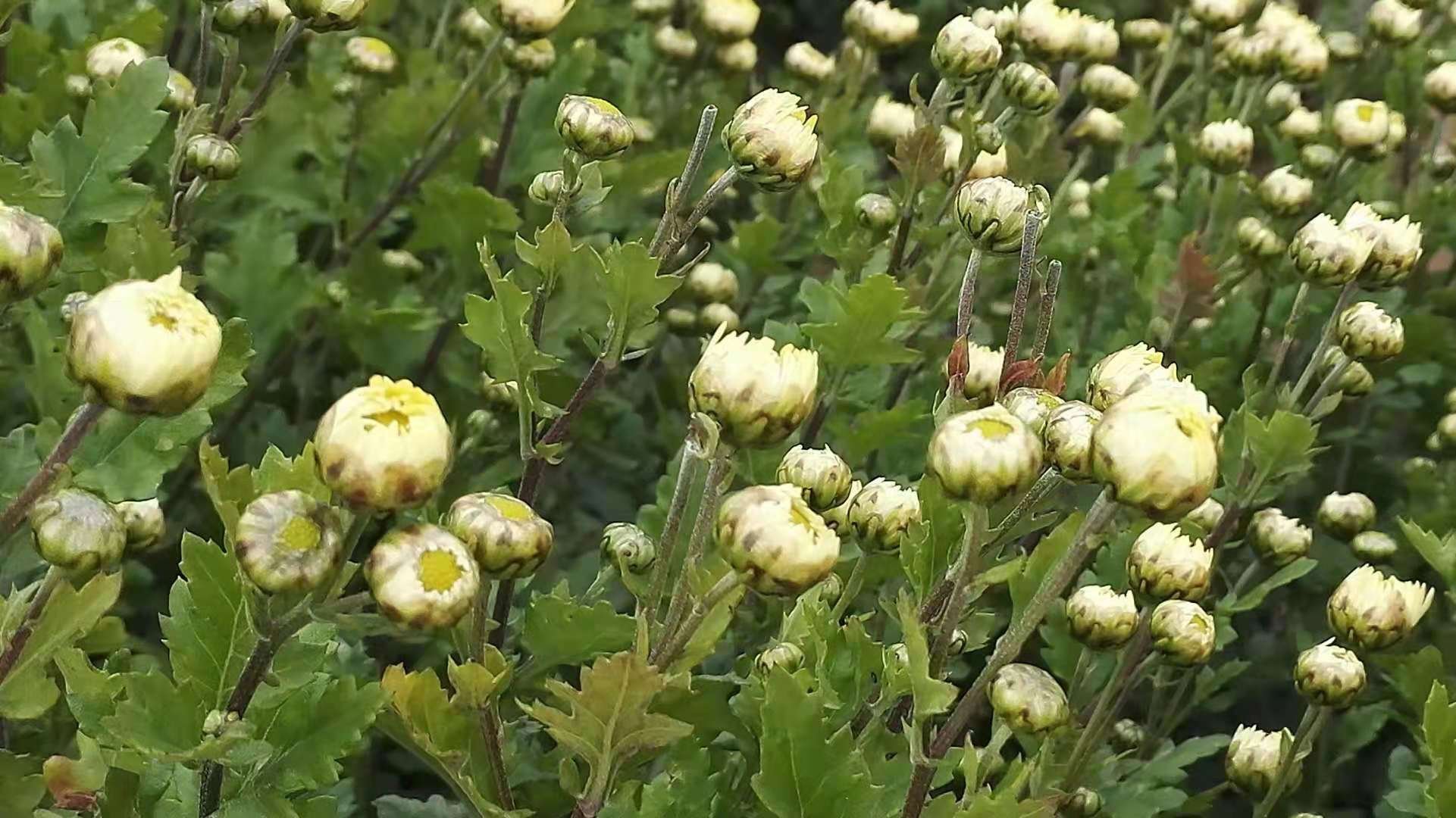 杭白菊茶泡开后的形态