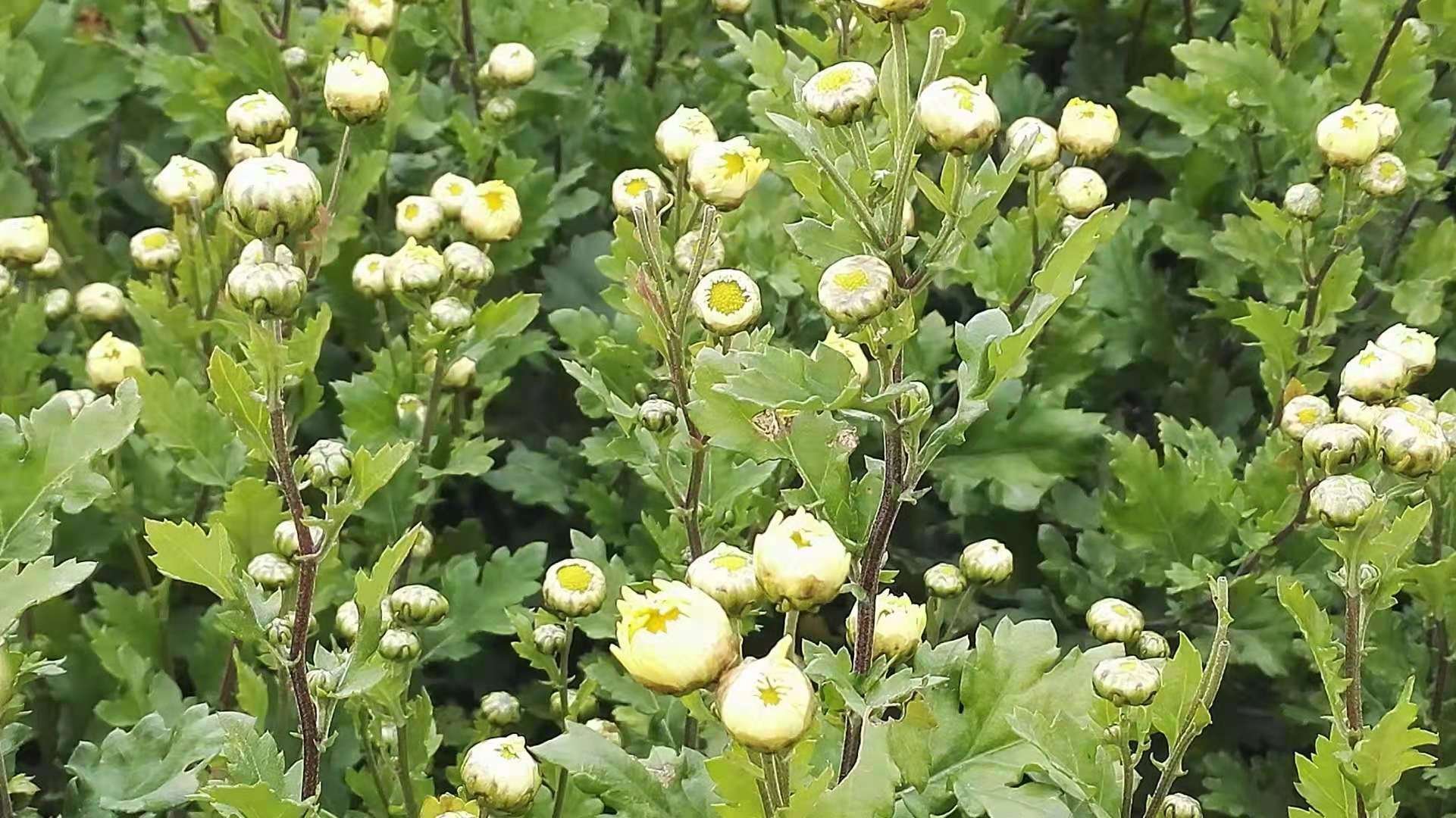 古代文人品茶赏菊