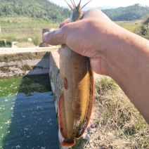 土塘虱
