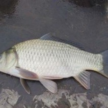 湘云鲫