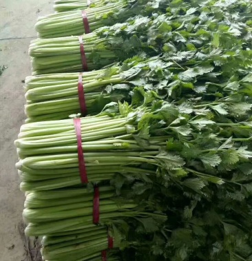 芹菜细科芹菜粗科芹菜可打捆可装包产地直销