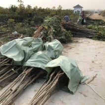 碧根果树两年苗有要的联系我