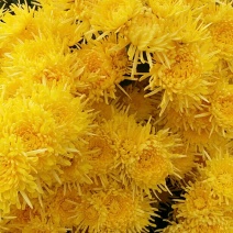 金丝皇菊茶