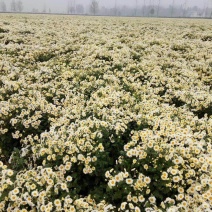北京菊，苏北菊干货