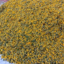 野菊花