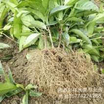 优质黑老虎粗苗小苗批发，欢迎私聊