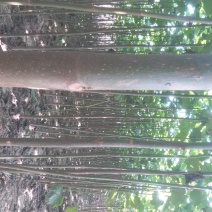 泡桐树苗【大型种植基地】现挖现卖量大从优