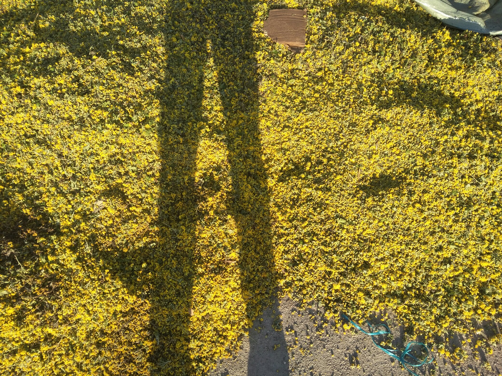 野菊花外敷应用场景