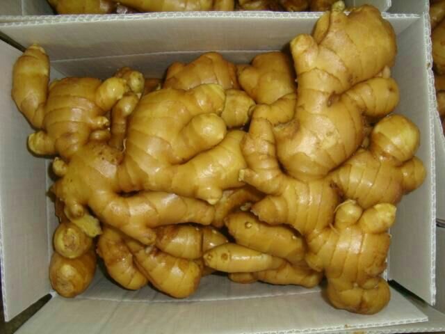 多个品牌的姜母片产品陈列在白色桌面上,包括玻璃瓶装干片、铝箔独立小包装、礼盒套装等形式,部分附有‘古法炮制’‘孕妇可用’‘非遗技艺’等宣传标签,背景为模拟电商平台详情页的柔光拍摄环境 电商平台上热销的姜母片产品展示图