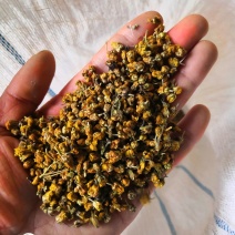 精品野菊花