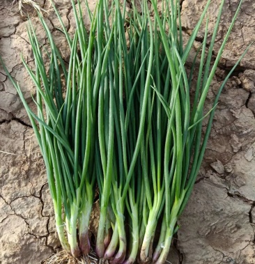 [大葱批发]红葱白葱黑葱价格4.00元/斤 - 一亩田