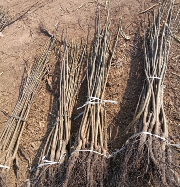 [核桃苗批发]实生核桃苗 2 年生,50 价格1.00元/株 - 一亩田