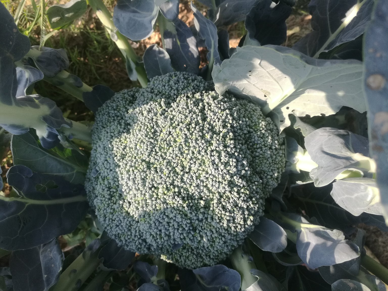 高清微距摄影:一株成熟西兰花全貌,突出花球结构层次与自然生长状态,背景虚化呈现田园生态感 西兰花植株特写:深绿色紧密花球,茎秆粗壮带蜡质白霜,叶片呈灰绿色羽状裂,生长于阳光充足的有机农场田间