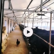 出售内蒙肉驴