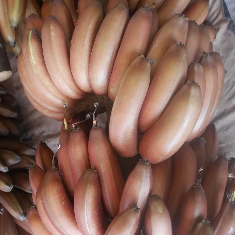 云南特种红皮香蕉八成熟