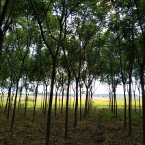 栾树