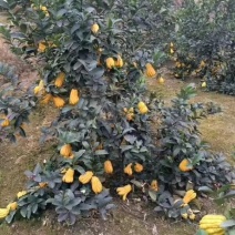 佛手树苗20到1米成活率高，管理简单粗放，