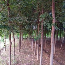 榆树