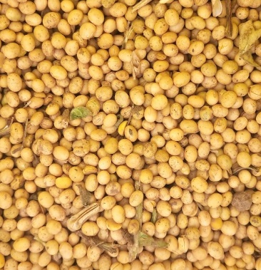 [徐豆18批发]徐豆18中等价格2.00元/斤 - 一亩田