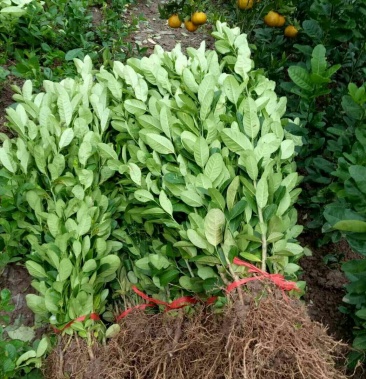 [佛手批发]佛手种苗 佛手柑苗 佛手树苗批发价格1.50元/株 - 一亩田