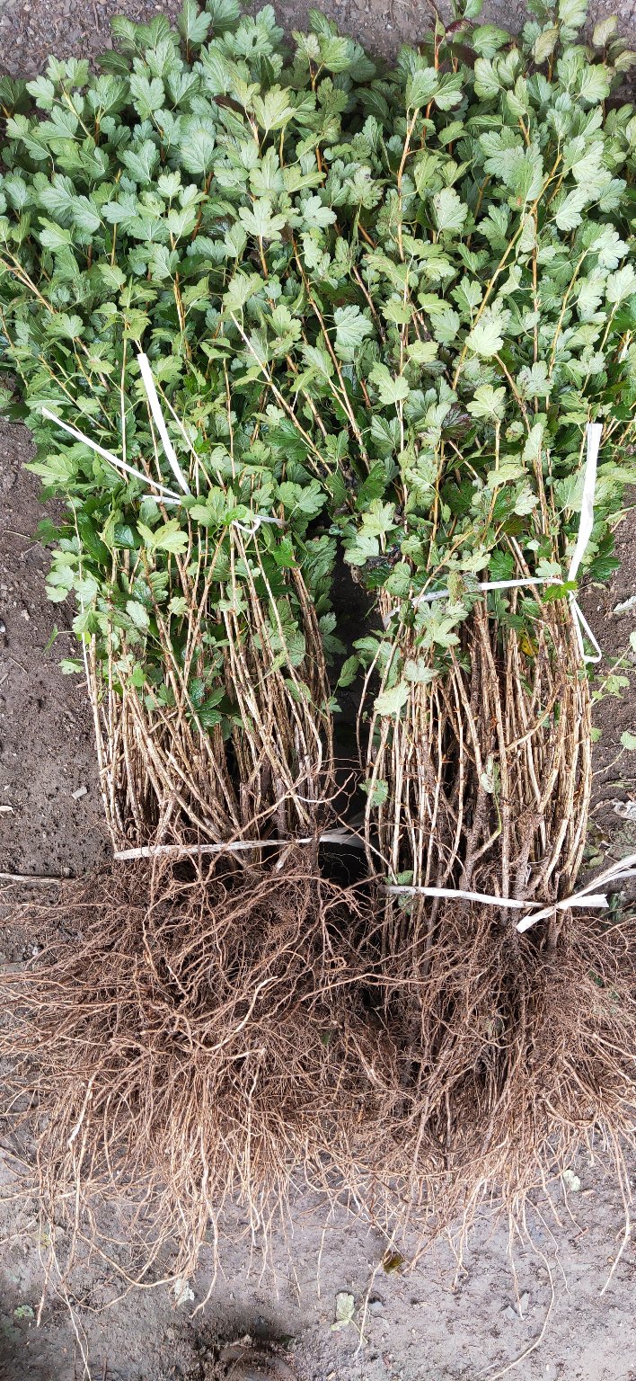 灯笼果灯笼果苗高产大果型品种大苗当年挂果