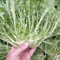 苦菊