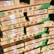 大连汽冻刀鱼