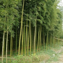 雷竹乌头细叶苗，产量高，复盖品种最好