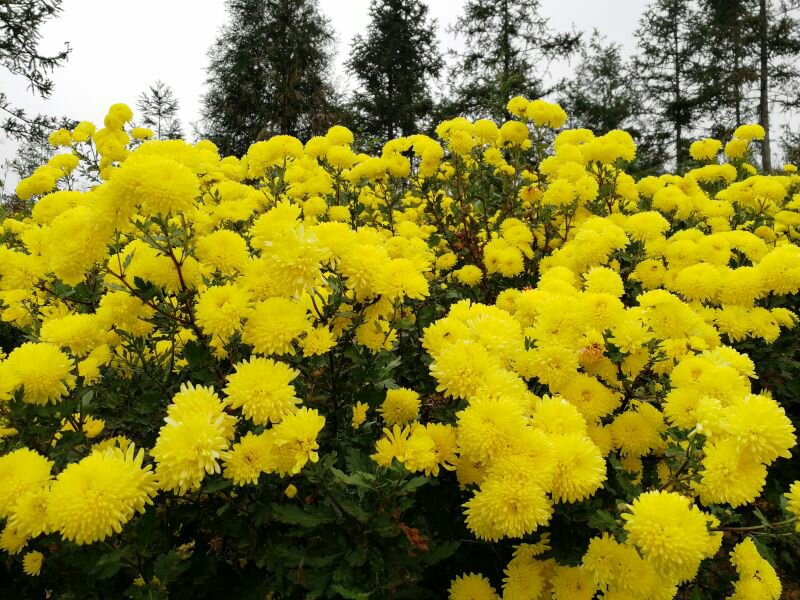 金丝皇菊干燥花蕾