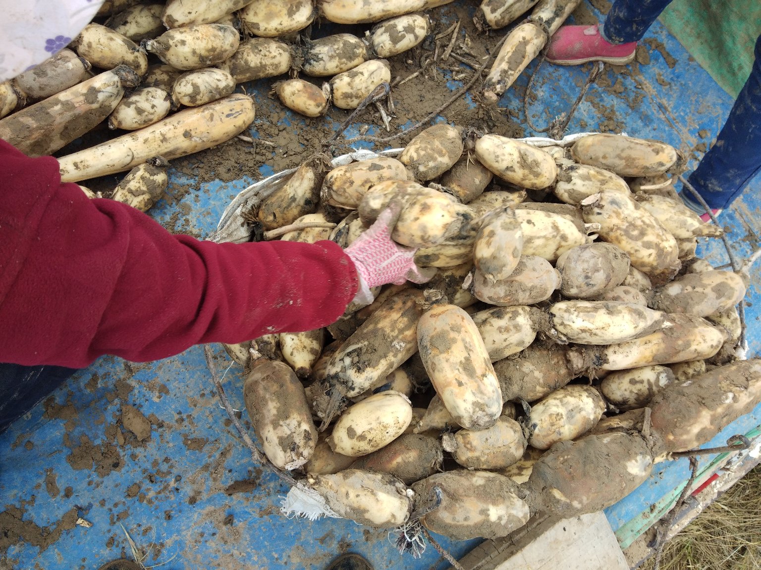 白莲藕采收现场