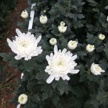 神马菊花