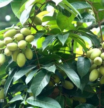 橄榄树苗南方潮汕特产,小杯,中杯.