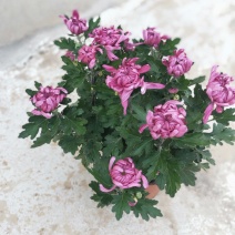 五颜六色的菊花