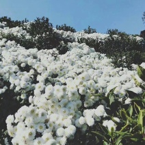 黄山白贡菊，俗称杭白菊