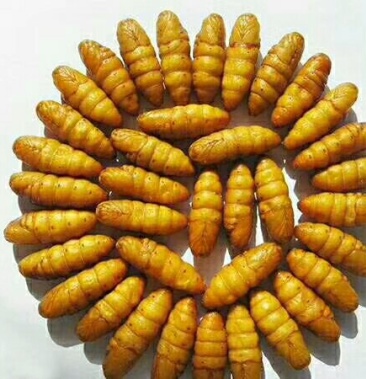 金丝蛹小蚕蛹大黄蛹长年批发供应各地发货欢迎询价