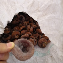 老树柿饼山西老树柿饼开始出霜了