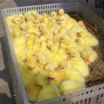 各种鹅苗